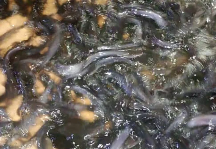 Hatcheries