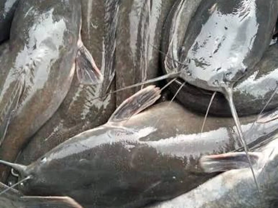 Fresh Catfish